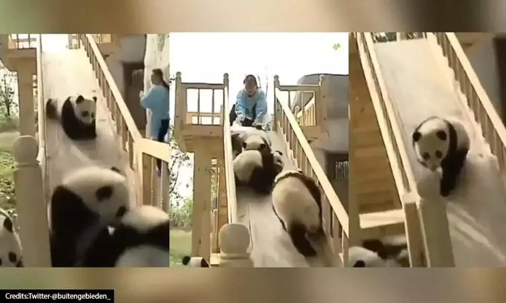 Watch The Trending Video Of The Pandas Sliding Down The  Park Slide