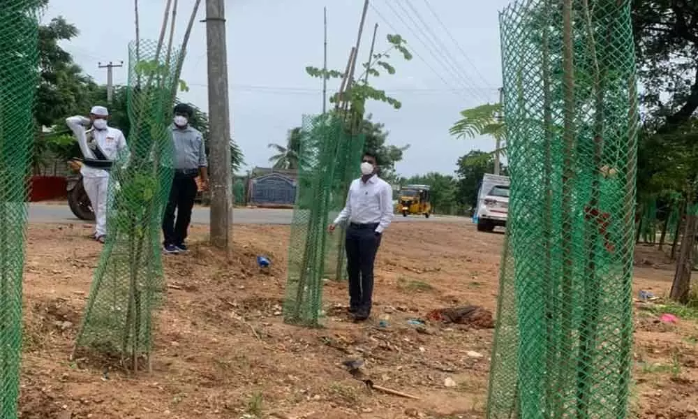 District Collector D Anudeep inspecting avenue planting at Yellandhu cross road in the district on Saturday