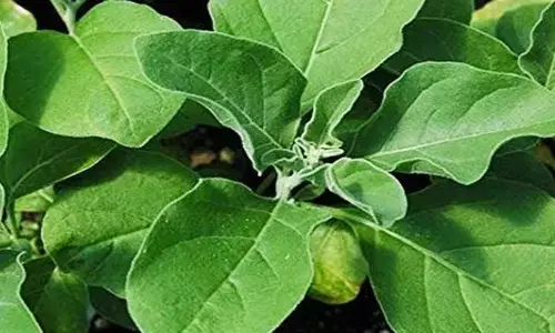 India, UK to conduct clinical trials on Ashwagandha for Covid recovery