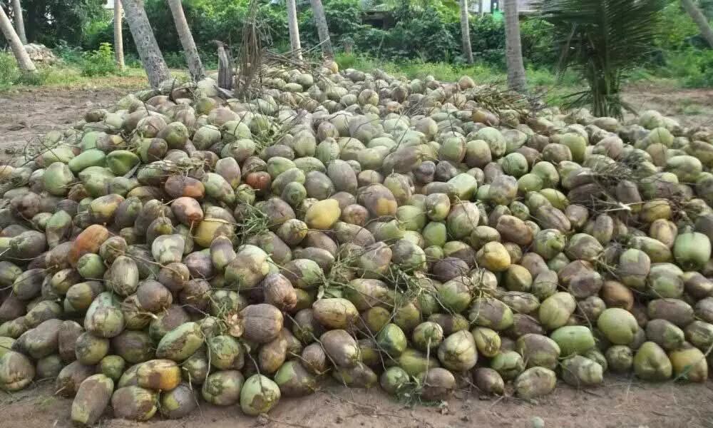 Heap of coconuts stored in a garden at Baruva village in Sompeta mandal
