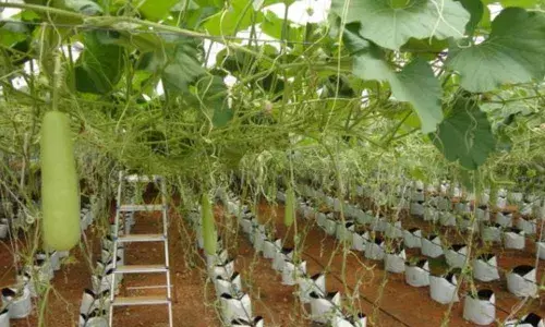 Representational image