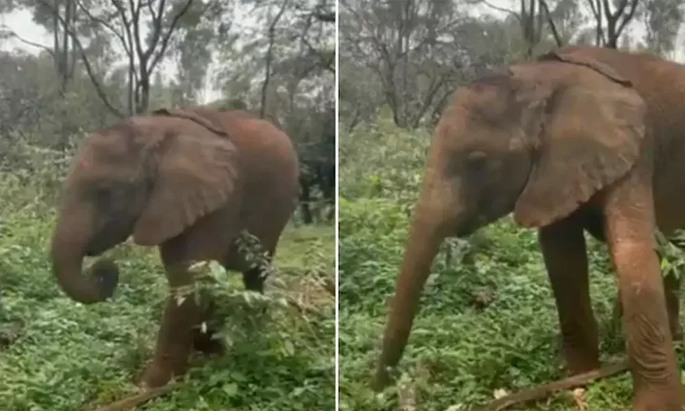 Watch The Trending Video Of An Elephant Showing Her Trunk Skills