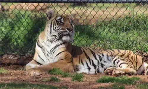 For representational purpose