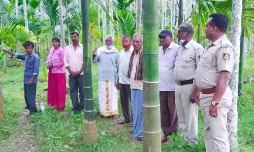 Karnataka: 7 arrested for killing 36 monkeys