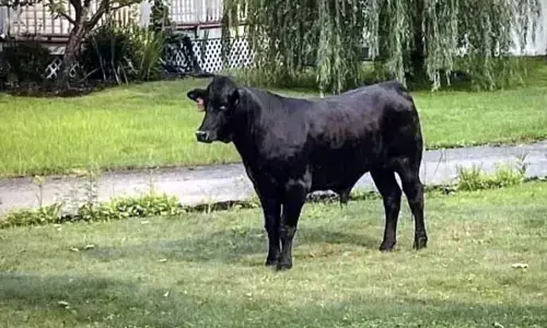 This photo provided by Suffolk County Police Department