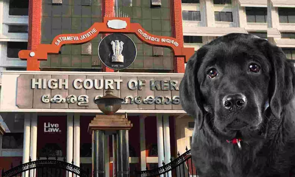 The Kerala High Court, while hearing a case about stray dogs