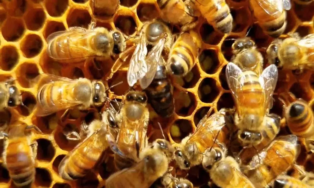 Trending Video Of A Queen Bee Laying Egg