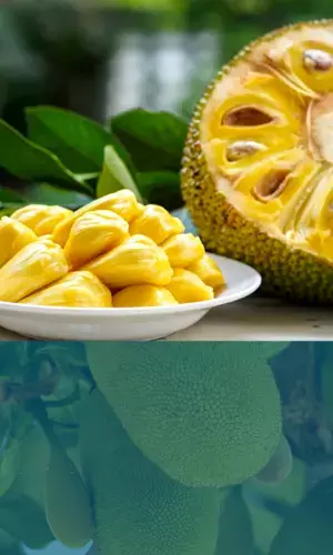 Jackfruit must be new food on your diet chart