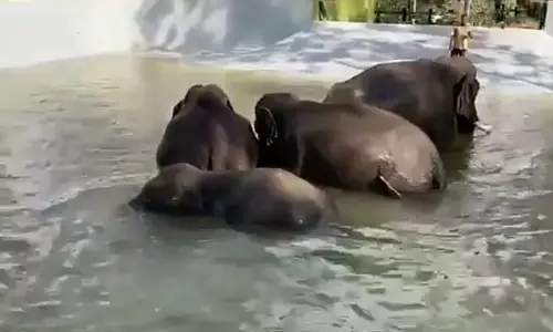 Swimming pool for elephants in Mysuru