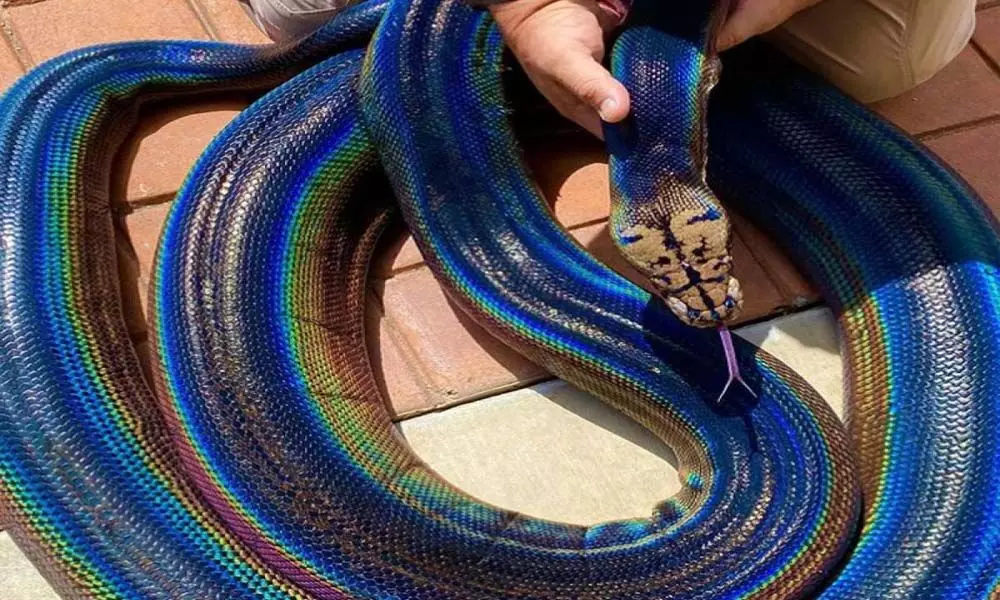 Trending Video Of An Amazing Rainbow Python