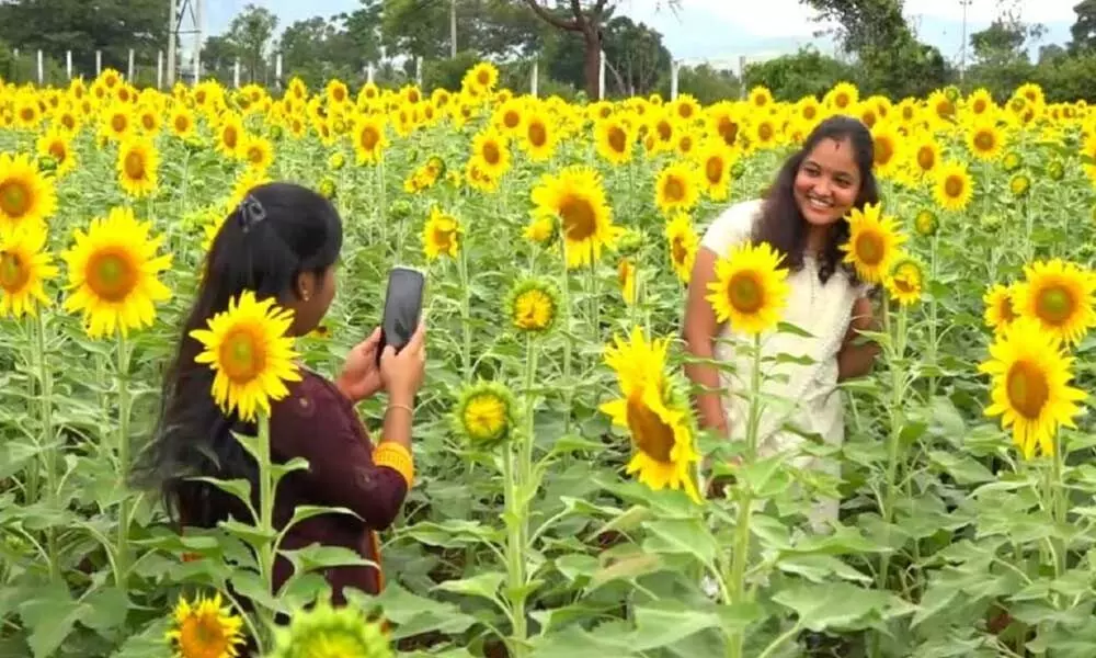 Selfie craze of people gives extra income to sunflower farmers