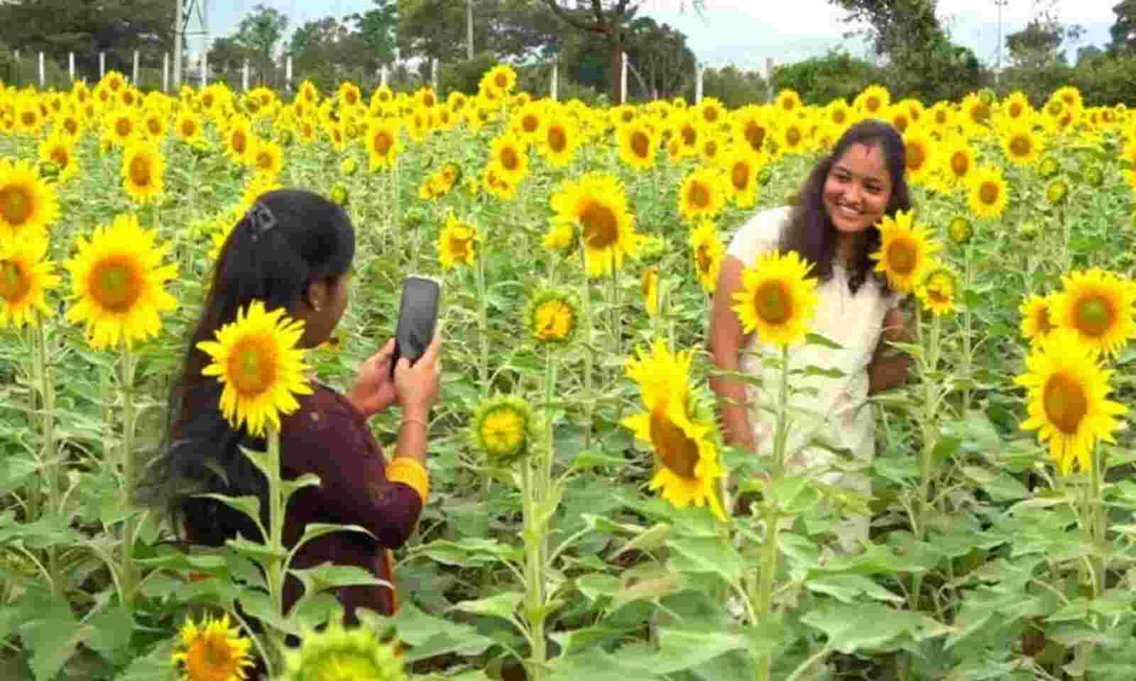 Extra Income To Sunflower Farmers
