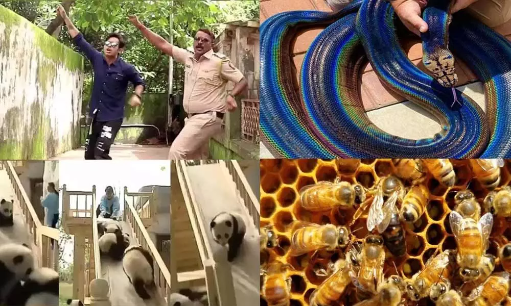 Top Trending Videos Of The Week