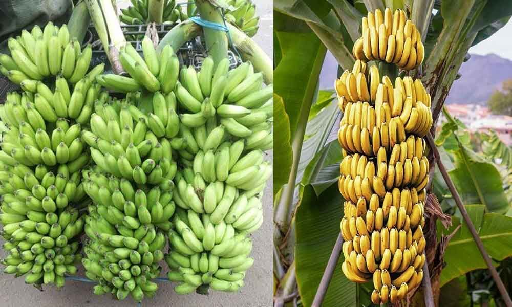 AP exports 42,935 tonne bananas despite pandemic