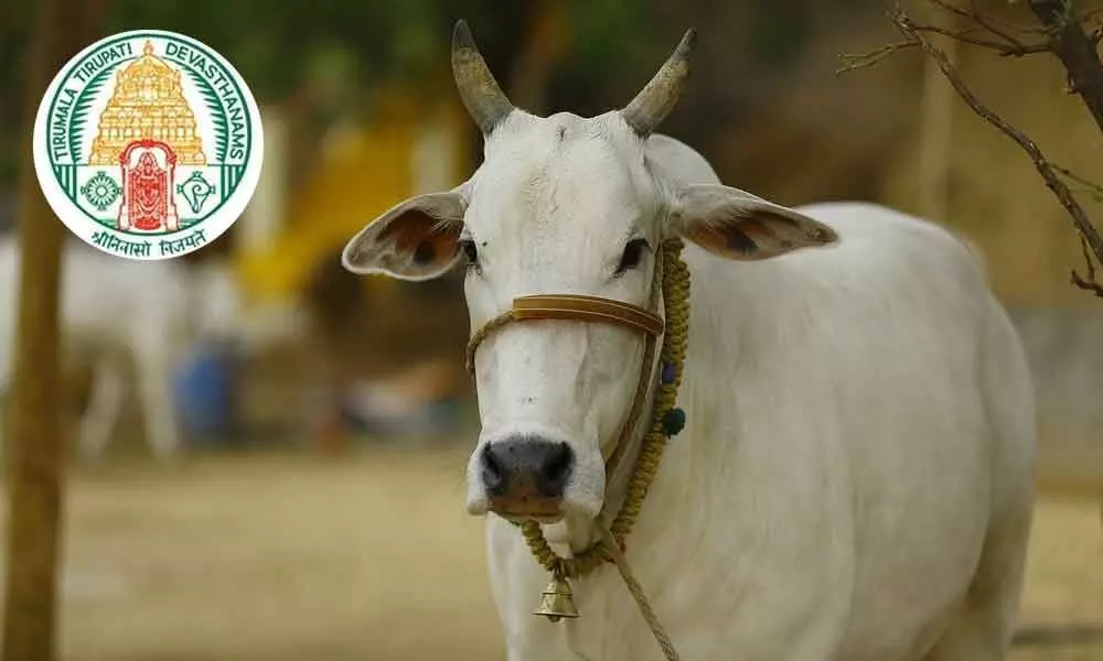 TTD to promote desi cow breeds