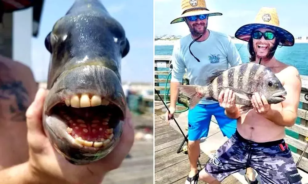 The sheepshead fish was caught by fisherman Nathan Martin. (Photo credit: Jennettes Pier/ Facebook)