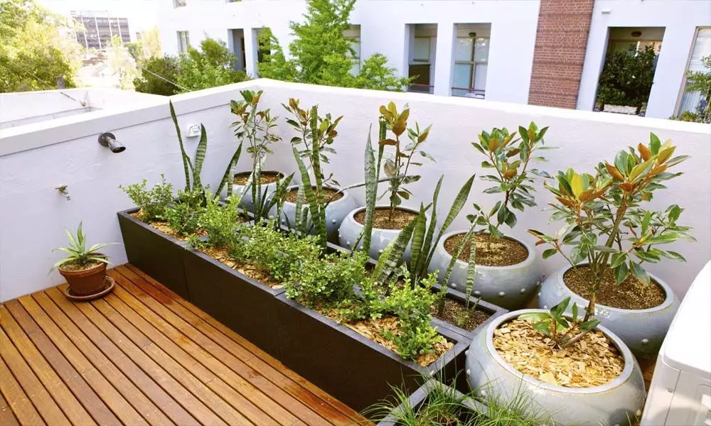 Roof garden helps maintain cooler temperature, both in and around your home.