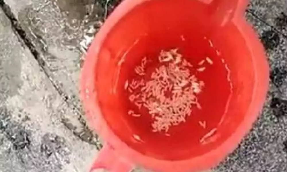 Plastic rice floating on the water