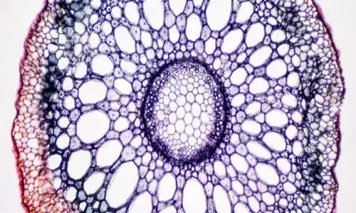 Researchers Observed Plants Slurping Water For The Very First Time