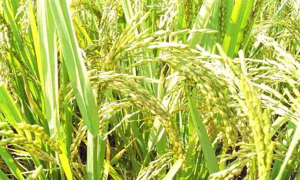 Uttar Pradesh is all set to create a new record in paddy production
