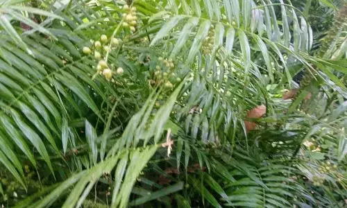 Canebrakes near Palampet forest departments signboard