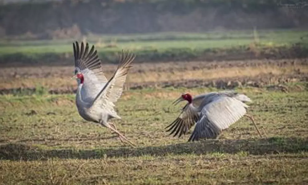 For endangered Sarus Crane, UP is ‘uttam’ for breeding