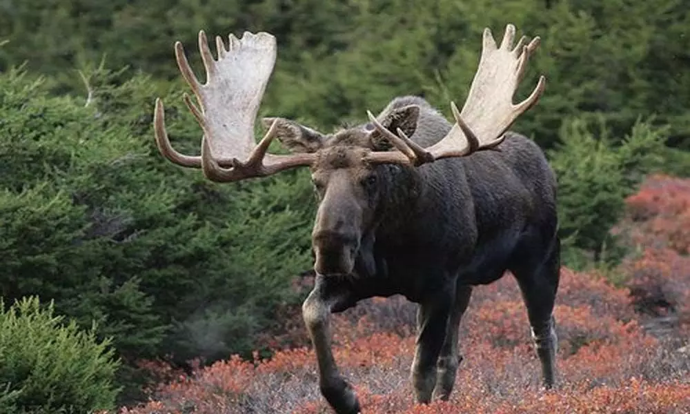 Viral Video of a Bull Moose Rushing towards the cameraman