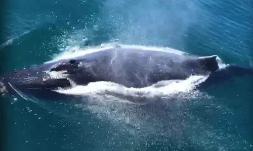 80 kg of ambergris worth Rs 80 crore seized in Bengaluru