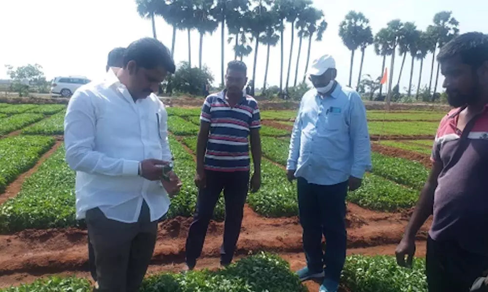 Parchuru MLA Eluri Sambasiva Rao inspecting chilli sprouts at a farm in Dronadula on Wednesday