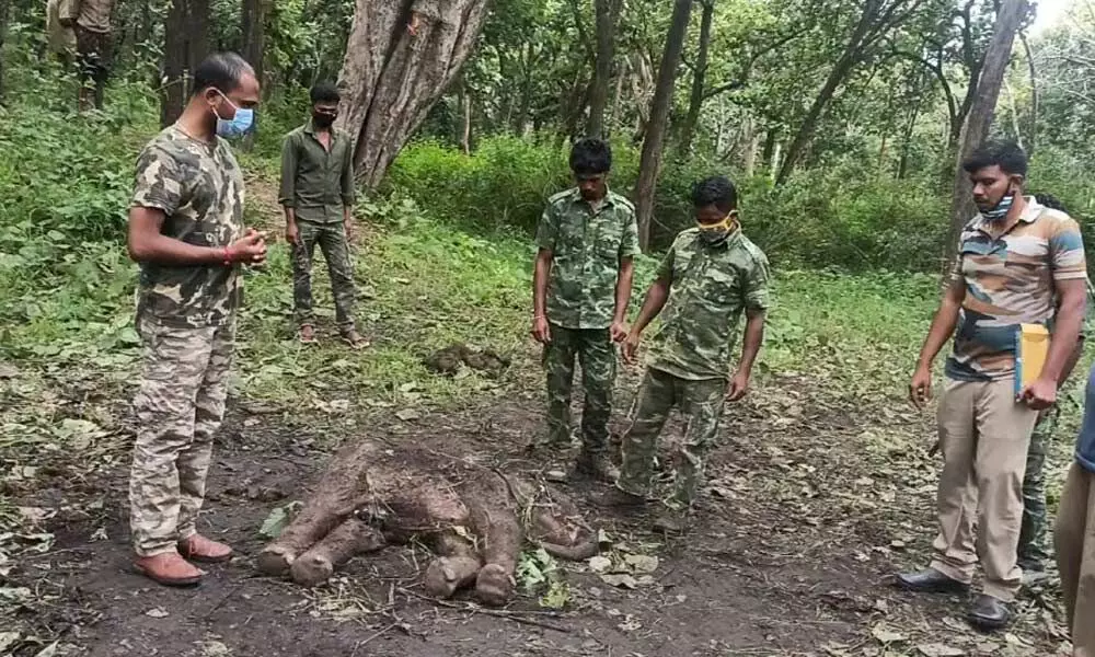 Three Animals Including A Baby Elephant Found Dead In Tamil Nadu
