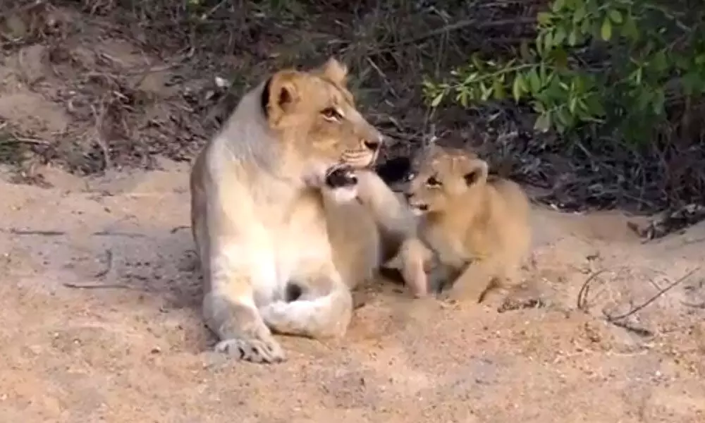 Trending Video Of A Lion Cub Playing With  Its Mother