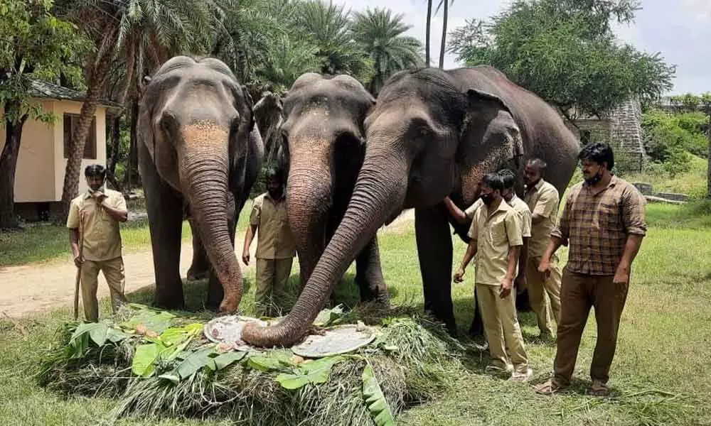 Zoo celebrates ‘World Elephant Day’