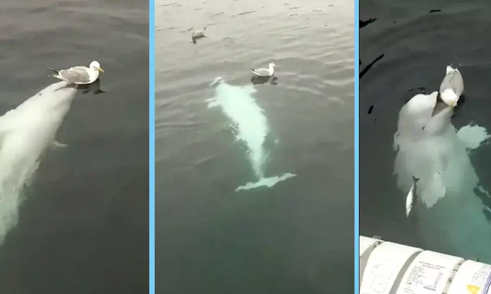 Trending Video Of A Beluga Playing With A Seagull