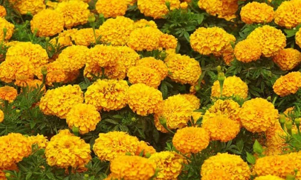 Marigold DIY Beauty Remedies