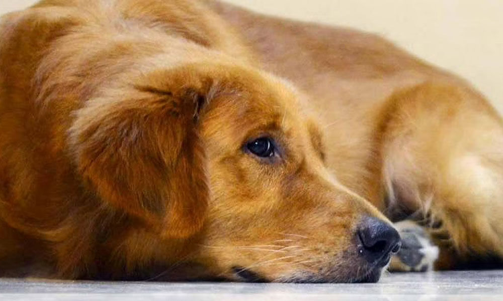 Hyderabad NGOs tap social media to help create a better world for stray