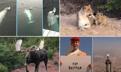 Top Trending Videos Of The Week