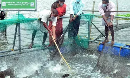 Pearl spot farmed by Puzhayoram self-help group in Maradu-Nettoor backwaters under the cage farming scheme offered by CMFRI being harvested on Thursday. (Photo | EPS)