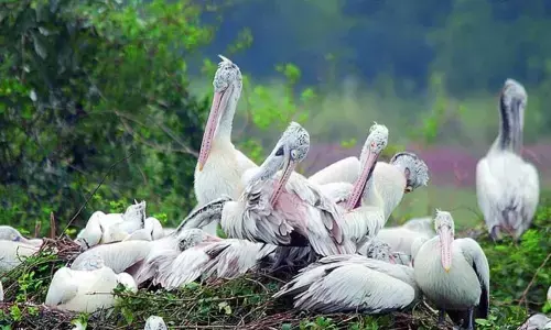 Winged visitors at Veerapuram in Anantapur district