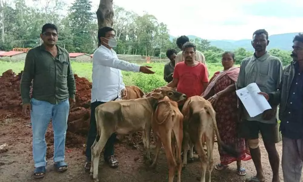 Assistant Executive Officer of Simhachalam Devasthanam  K Tirumaleswara Rao and DVSR Raju distributing calves to farmers in Visakhapatnam on Wednesday