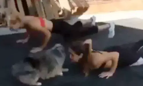 Dog Working Out With The Girls