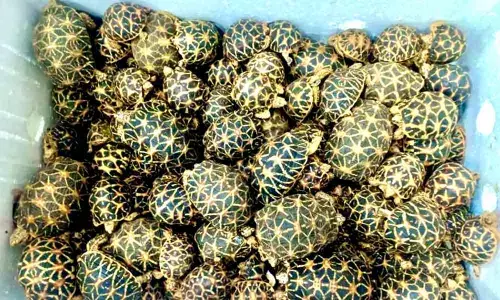 Indian Star Tortoise