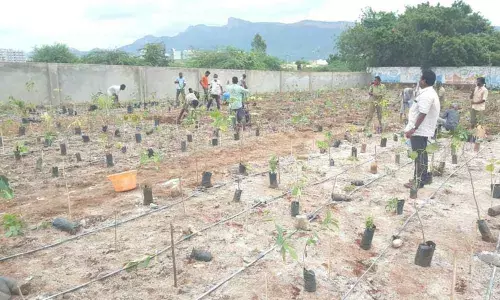 Miyawaki forest works underway at Gandhipuram Panchayat in Tirupati rural