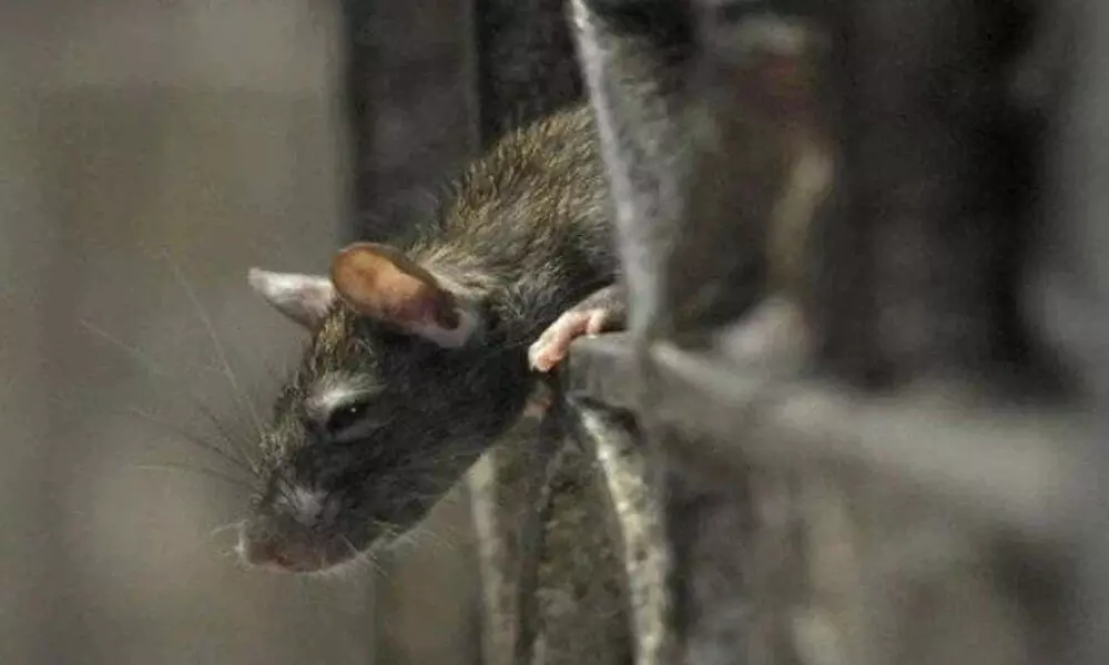 Telangana Government bans use of glue traps for rodents