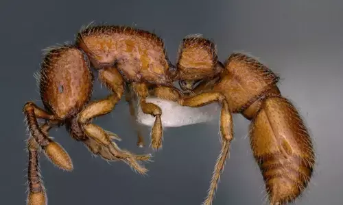 Bengaluru entomologists find two new ant species in Himalayas