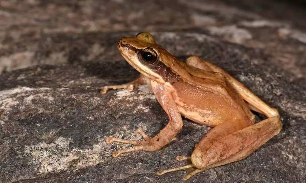 A rare species of cascade frog found in Arunachal Pradesh
