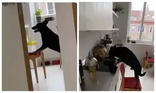 Watch The Trending Video Of A Dog Stealing Food From The Kitchen