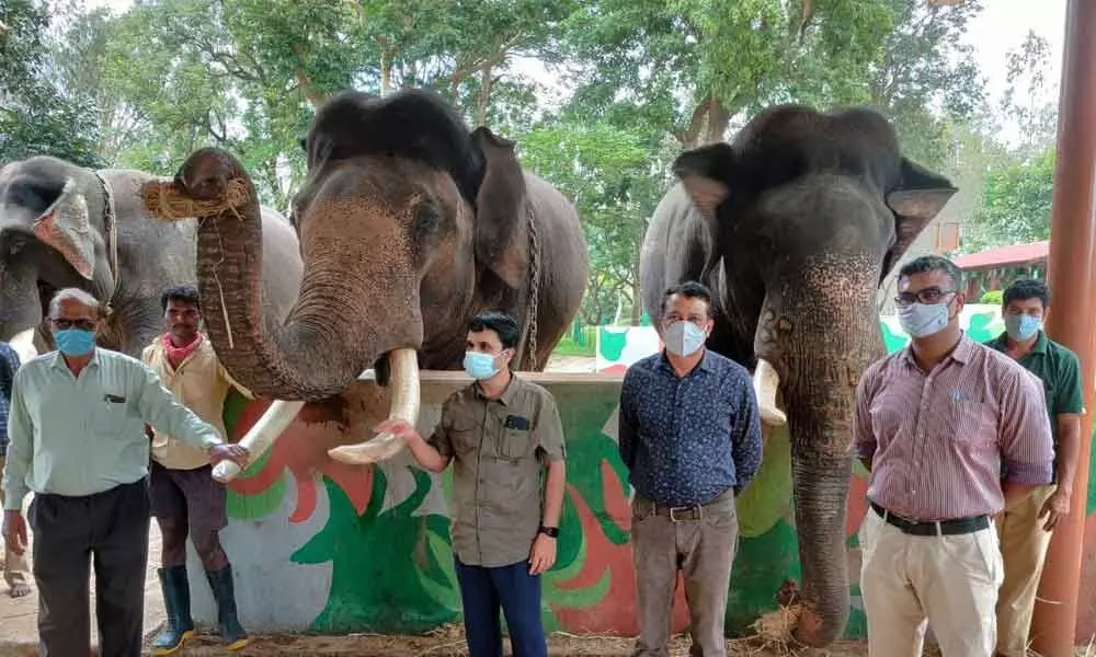 Forest department shortlists 14 elephants for Dasara Jumbo Savari