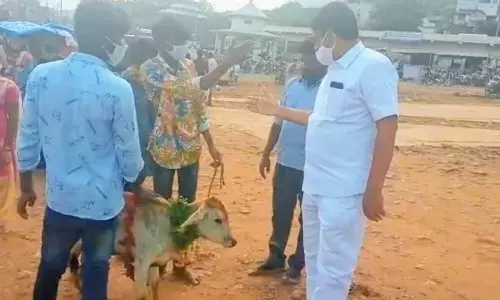 Devotees offering non-native cattle are being asked to take back their cattle at Simhachalam in Visakhapatnam.