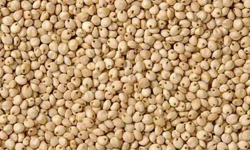 Brokers manipulative tactics cause white maize farmers huge loss