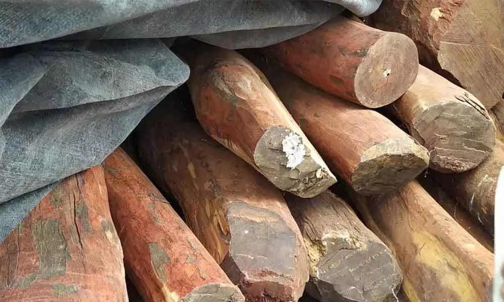 Kurnool police seize red sander logs worth Rs. 3.84 crores